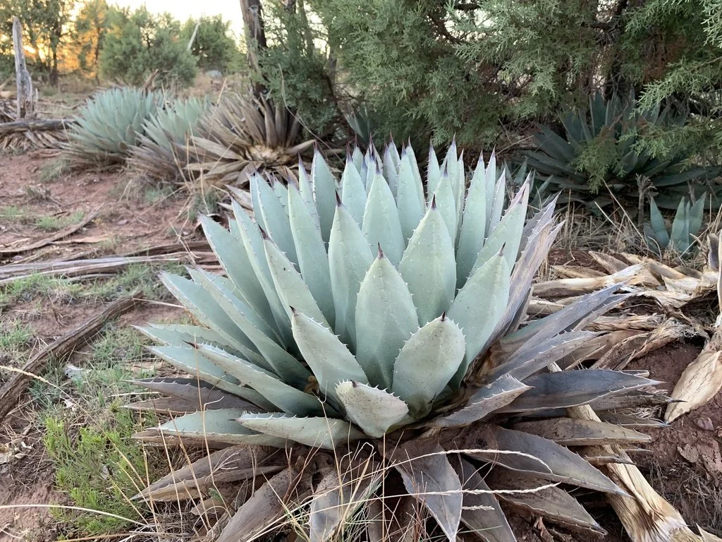 Agave parryi (and its variants) — Spadefoot Nursery, Inc.